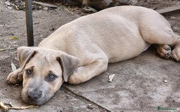 Mixed Breed dogs for sale: Mixed Breed w/Lurcher Mix Puppies ready for a home - Image 16