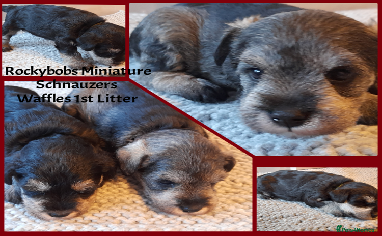 Miniature Schnauzer dogs - Advert 1