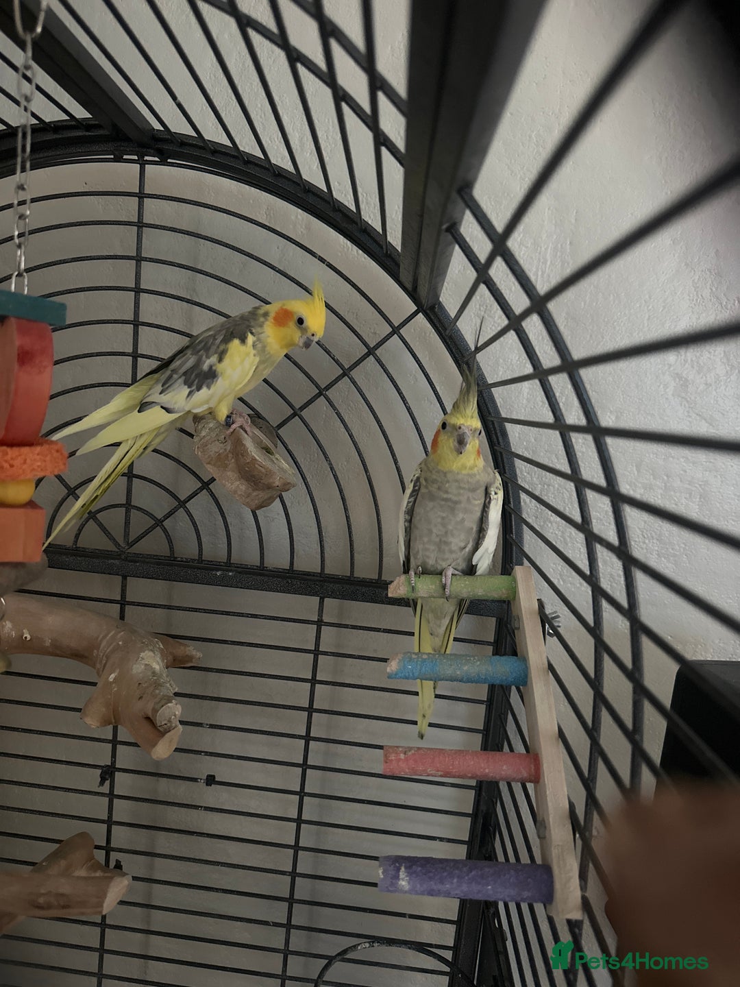 Cockatiels birds for sale: Cockatiels  - Advert 2