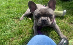 French Bulldog dogs for sale: Blue female French bulldog 2years old - Image 12