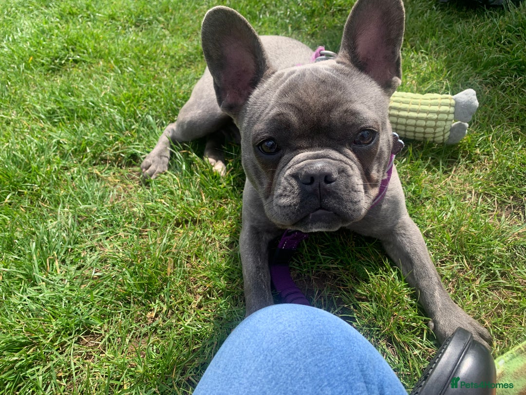 French Bulldog dogs for sale: Blue female French bulldog 2years old - Image 12