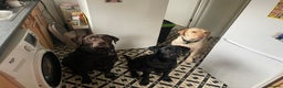 Labrador Retriever dogs for adoption: Black lab  - Advert 2