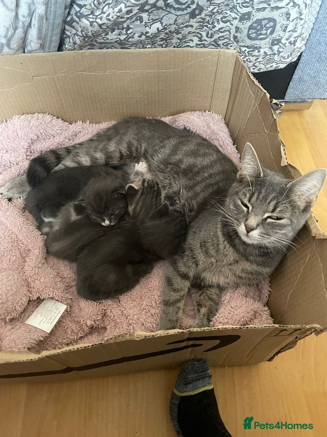 Mixed Breed cats for sale: Blue russian x European shorthair mix - Advert 1