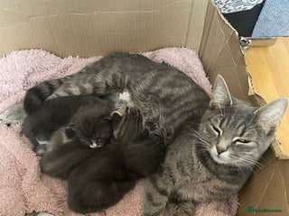 Mixed Breed cats Blue russian x European shorthair mix - Advert 1