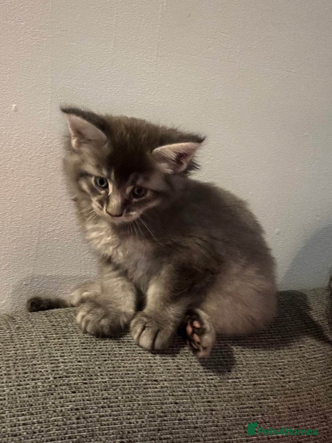 Maine Coon cats for sale: Maine Coon kittens polydactyl/non polydactyl  - Advert 19