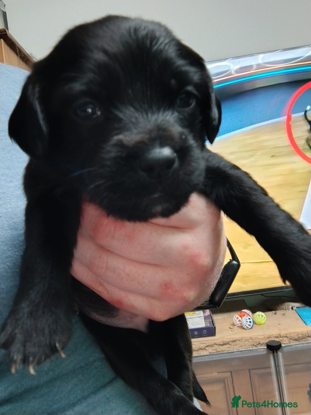 Mixed Breed dogs for sale: READY!! Sprocker jack pups + free bag in Hereford - Image 8