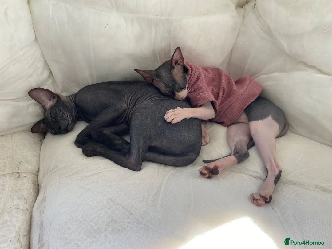 Sphynx cats for sale: Sphynx Cats  - Advert 1