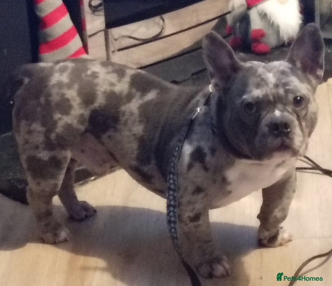 Mixed Breed dogs for sale: Beautiful boy in need of forever home  - Advert 4