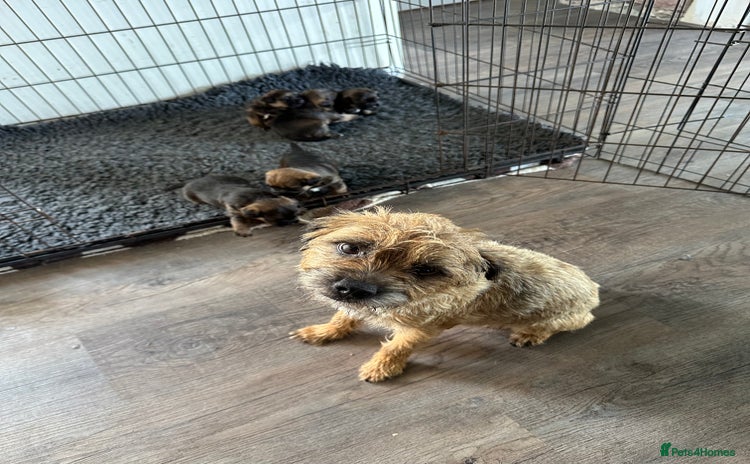 Border Terrier dogs - Advert 7