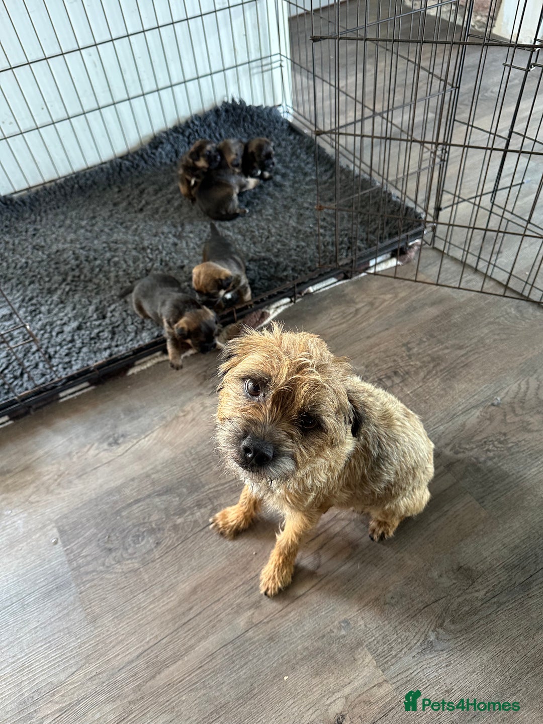 Border Terrier dogs for sale: Beautiful border terrier pups - Image 1