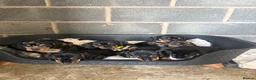 Dachshund dogs for sale: Traditional/dapple daschunds - Advert 13
