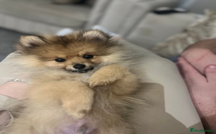 Pomeranian dogs Handsome Pomeranian for stud  - Advert 11