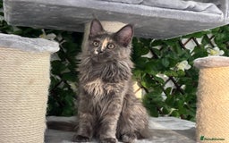 Maine Coon cats for sale: Tica Stunning Kittens  - Image 19