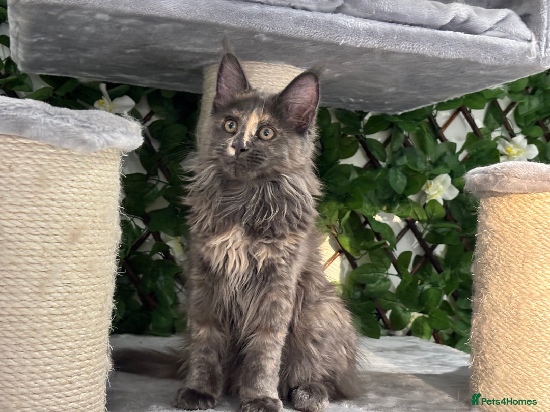 Maine Coon cats for sale: Tica Stunning Kittens  - Image 19