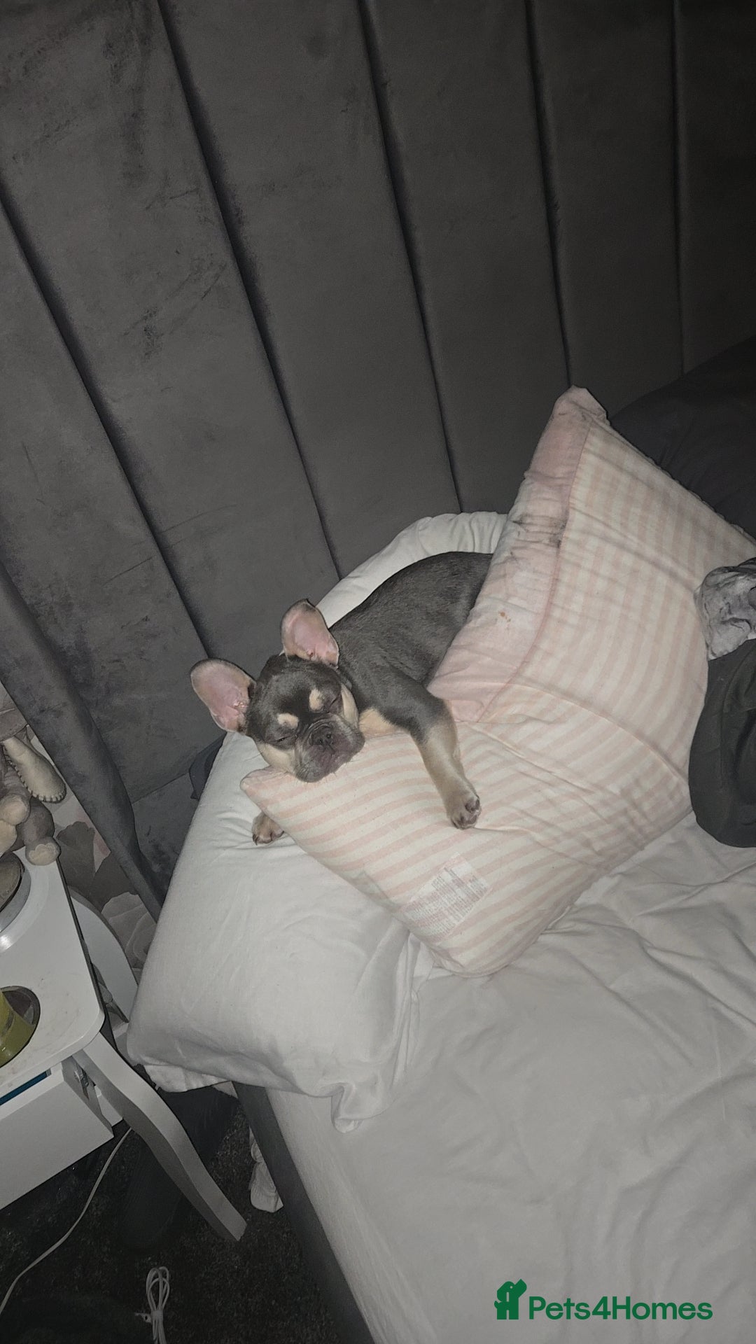French Bulldog dogs for sale: Male lilac French bulldog  - Advert 1