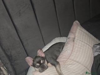 French Bulldog dogs Male lilac French bulldog - Advert 1