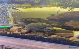 Turtle reptiles for sale: 2 male turtles and set up  - Image 2