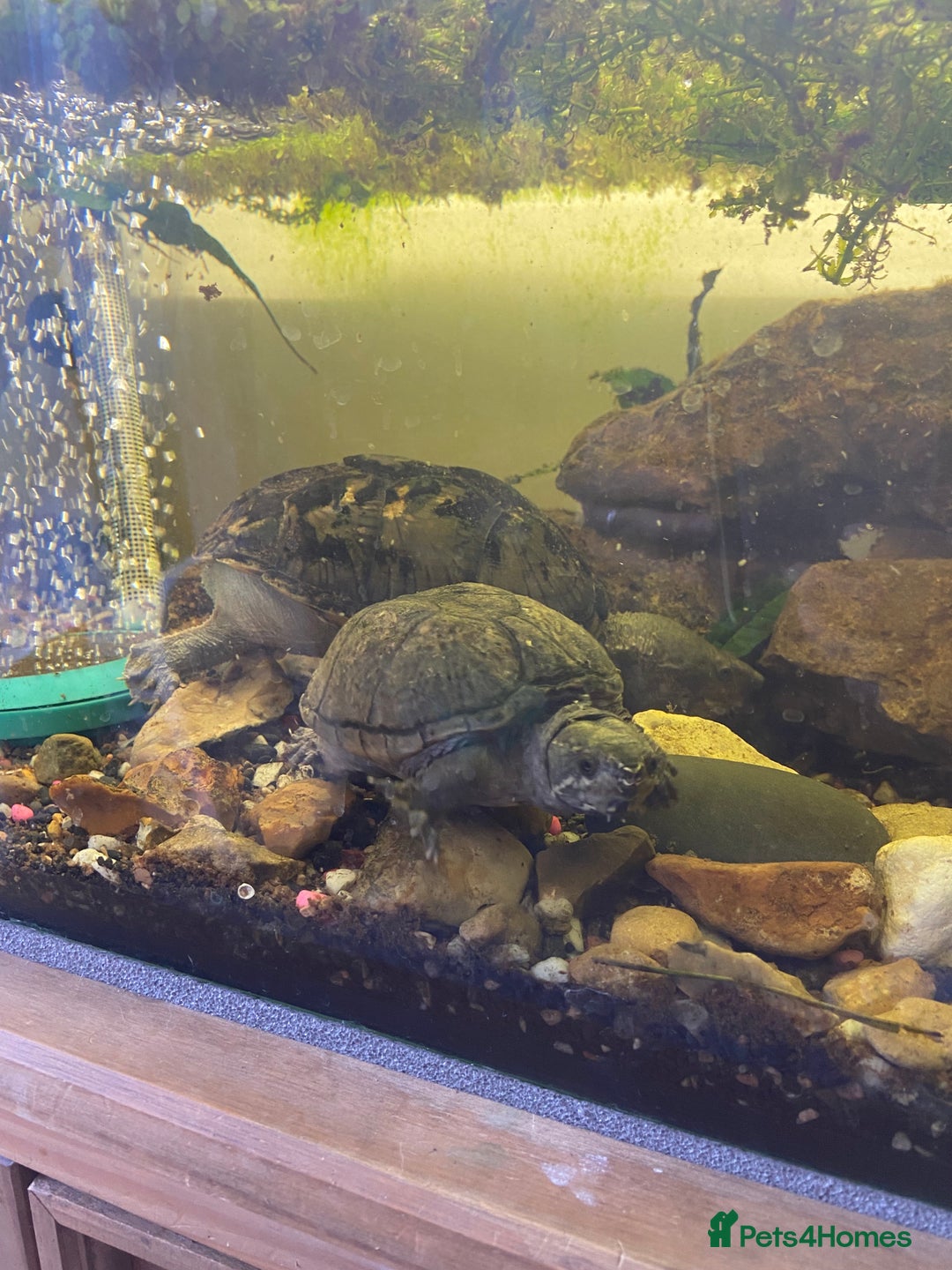 Turtle reptiles for sale: 2 male turtles and set up  - Image 2