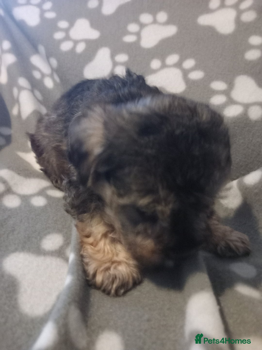 Mixed Breed dogs for sale: TOY SHNOODLES READY 21 DEC - Advert 10