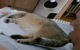 British Shorthair cats for sale: Beautiful Golden girls  - Image 5