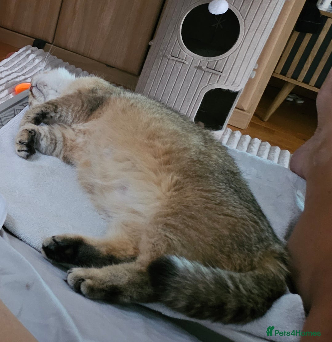 British Shorthair cats for sale: Beautiful Golden girls  - Image 5