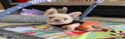 French Bulldog dogs for sale: FRENCH BULLDOGS, MERLE, ROJO, ISABELLA NEWSHADE. - Advert 20