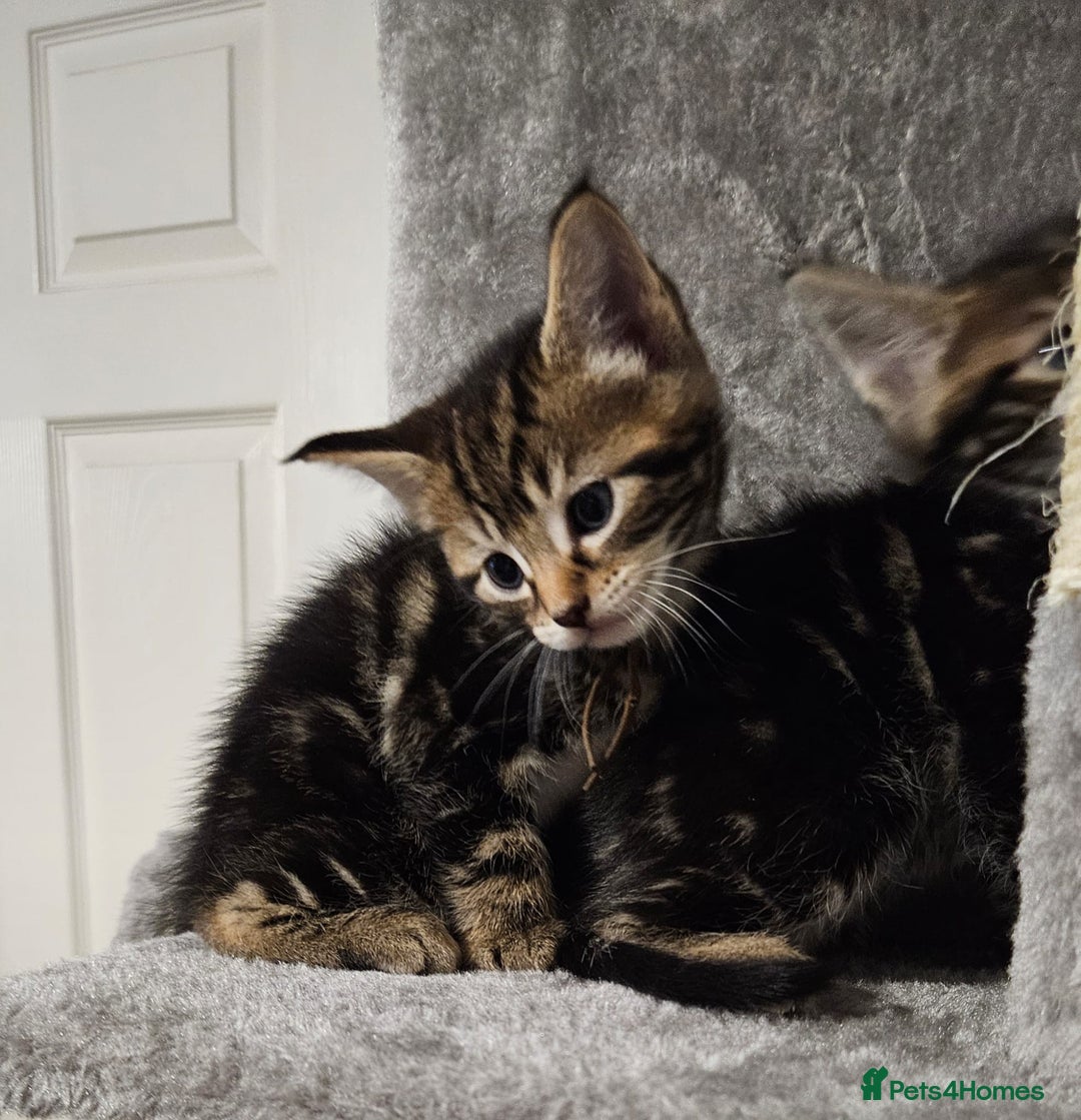 Russian Blue cats for sale: Mix Russian Blue and Maine Coon - Image 11