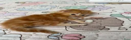 Persian cats for sale: Mango A Gorgeous Golden Doll faced Persian kitten - Advert 13