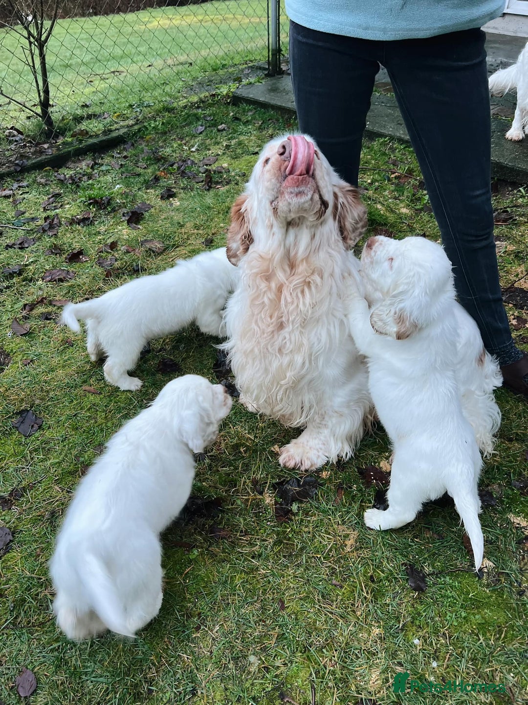 Clumber Spaniel dogs for sale: affectionate Clumber Spaniel to join your family - Advert 3