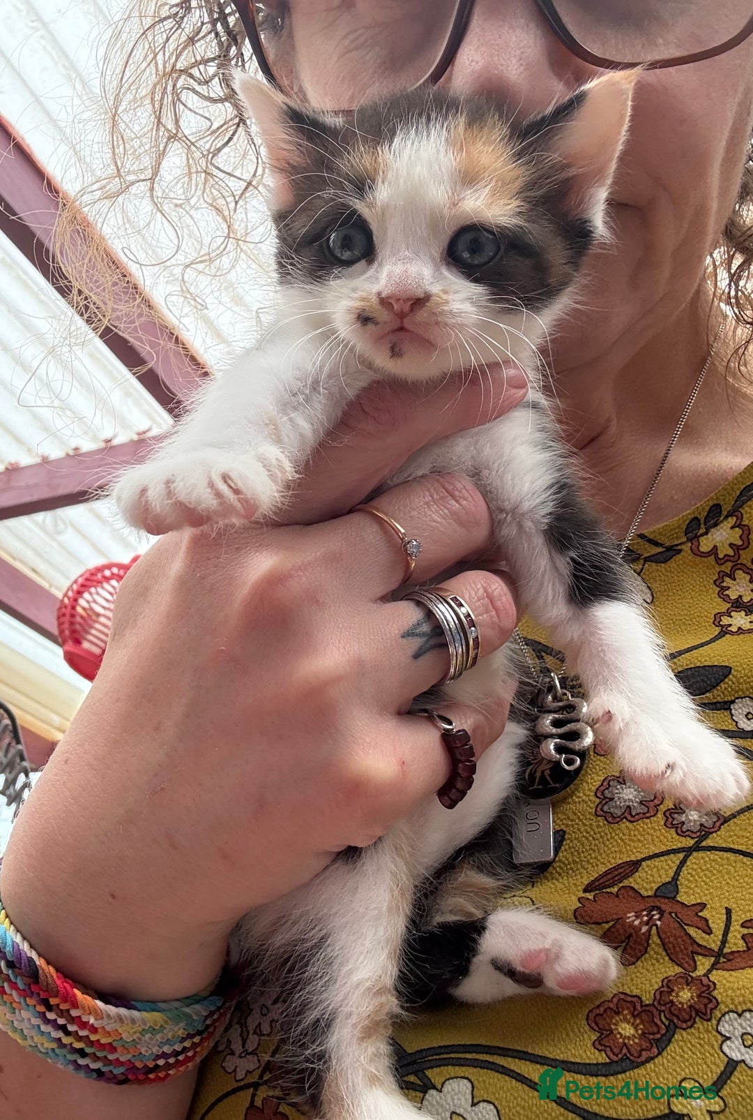 Devon Rex cats for sale: Adorable first generation permitted outcross - Image 9