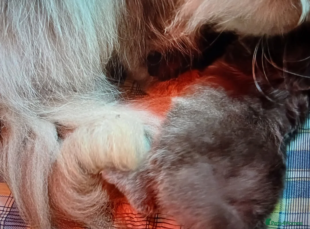 Persian cats for sale: Registered pedigree persian kitten - Advert 4