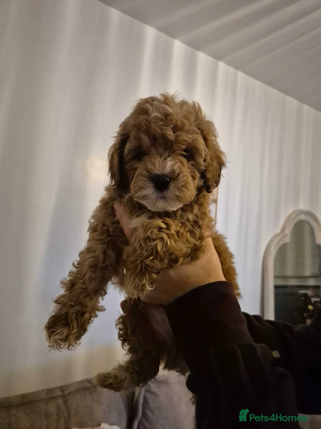 Cockapoo dogs for sale: Last boy remaining. F1B red cockapoo puppies - Advert 5