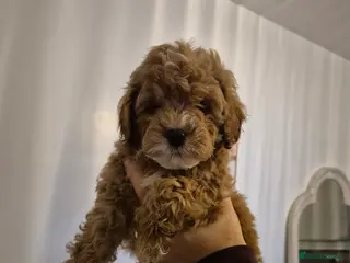 Cockapoo dogs Last boy remaining. F1B red cockapoo puppies - Advert 18