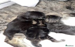 Mixed Breed cats for sale: Gorgeous kittens for sale  - Image 8