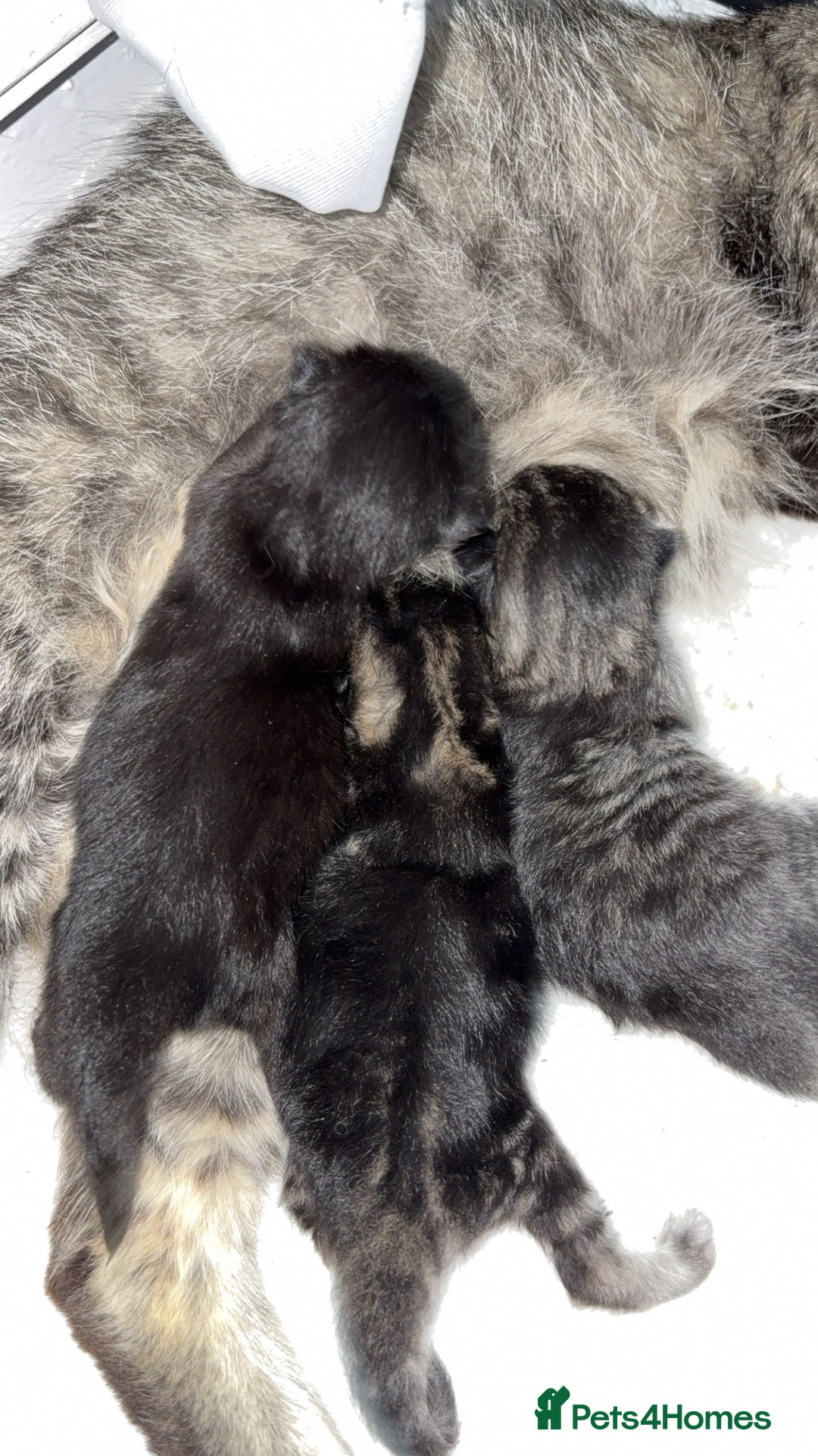Mixed Breed cats for sale: Gorgeous kittens for sale  - Image 8