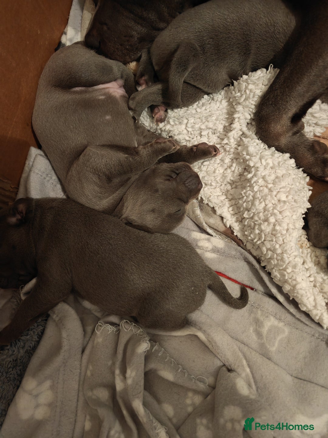 Staffordshire Bull Terrier dogs for sale: Blue chunky Staffordshire pups - Advert 18