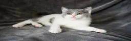 British Shorthair cats for sale: Pedigree Kittens GCCF registered  - Advert 5