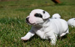 Jack Russell dogs for sale: Jack Russell puppies for sale  - Image 1