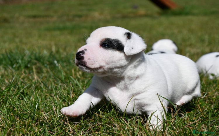 Jack Russell dogs - Advert 9