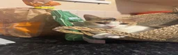 Domestic Shorthair cats for sale: Cali & Coco in Nottingham - Advert 1