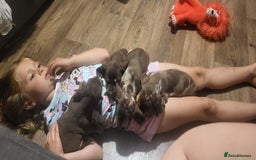 Dachshund dogs for sale: Beautiful dachshunds boy - Image 3