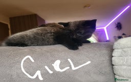 British Shorthair cats for sale: 5 beautiful british shorthair kittens - Image 4