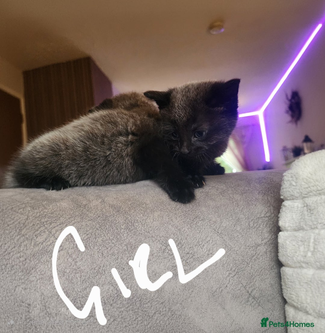British Shorthair cats for sale: 5 beautiful british shorthair kittens - Image 4