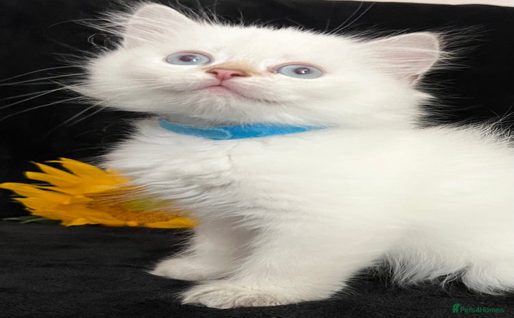 British Longhair cats - Advert 10