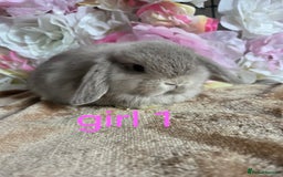 Mini Lop rabbits for sale: 💖💙Friendly & adorable Pure bred mini lop babies  - Image 8