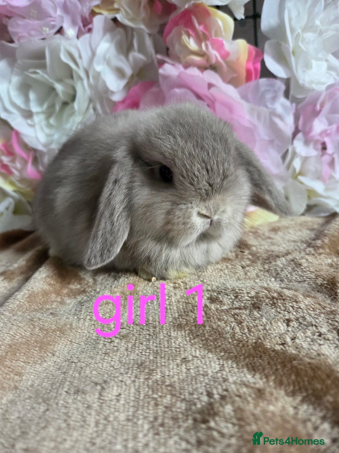 Mini Lop rabbits for sale: 💖💙Friendly & adorable Pure bred mini lop babies  - Image 8