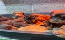 Cocker Spaniel dogs for sale: Make Working cocker spaniel puppies  - Image 10