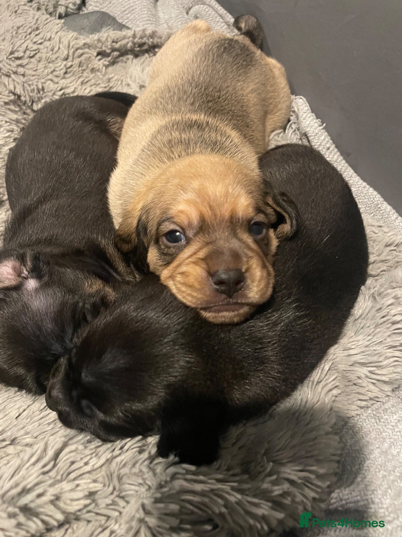 Mixed Breed dogs Dachshund x pug - Advert 1