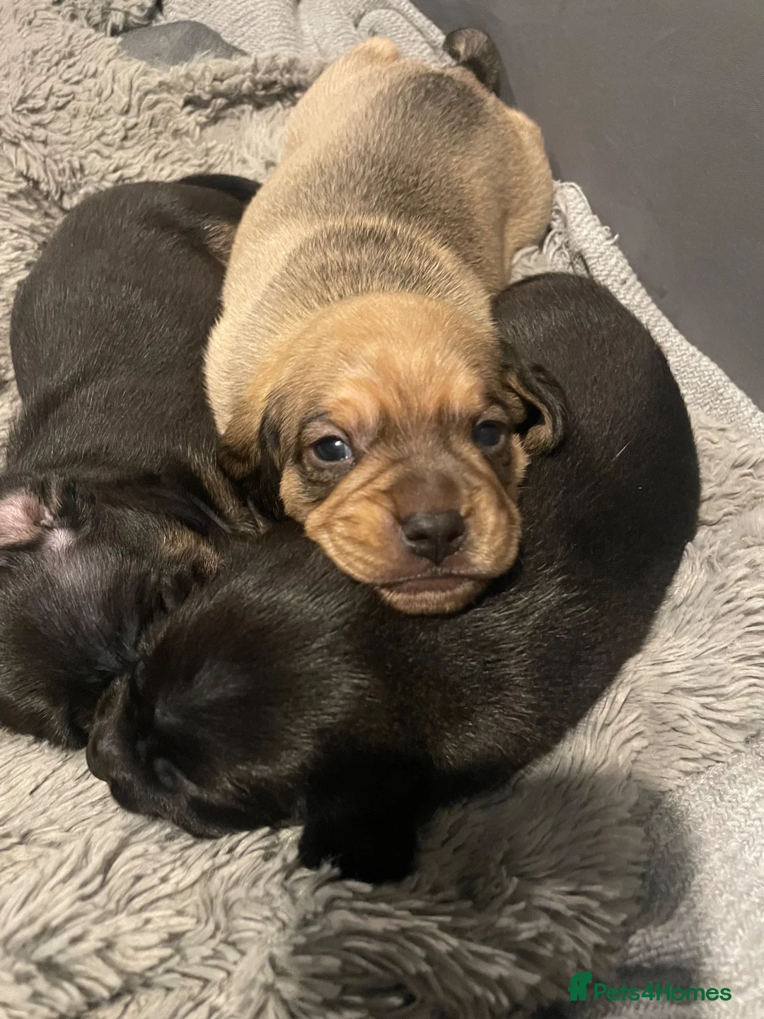 Mixed Breed dogs for sale: Dachshund x pug in Bathgate - Advert 1
