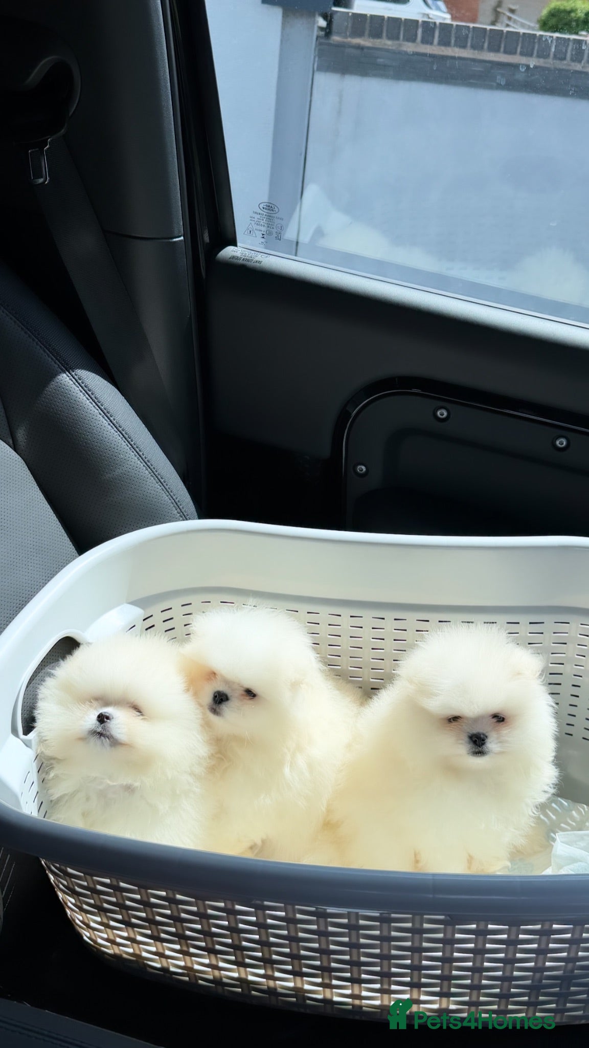 Pomeranian dogs SHOW QUALITY KOREAN WHITE POMERANIAN PUPPIES  - Advert 2